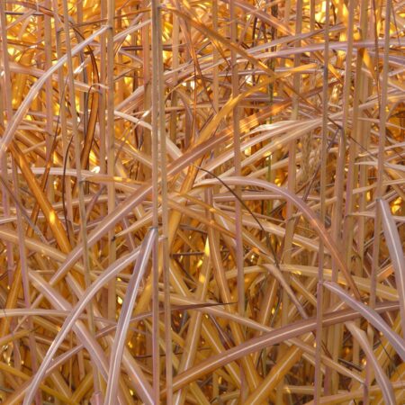 Häuser vom Acker – Chinaschilf (Miscanthus) als ökologisches Baumaterial